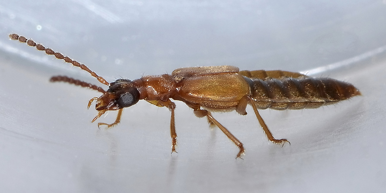 Deleaster dichrous - Staphylinidae